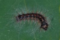 Lymantria dispar