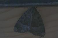 Mormo maura