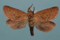 Triodia sylvina