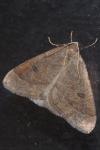 Theria primaria