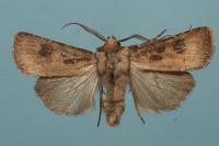 Agrotis clavis clavis
