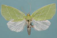 Bena bicolorana
