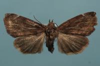Cosmia pyralina