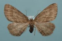 Ectropis crepuscularia