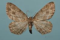 Ectropis crepuscularia