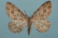 Ectropis crepuscularia