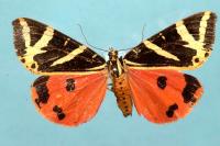 Euplagia quadripunctaria