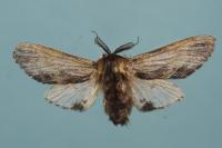 Harpyia milhauseri