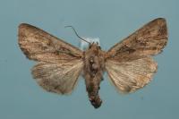 Lacanobia suasa