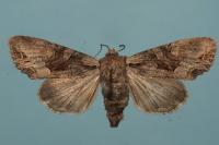 Lacanobia w-latinum