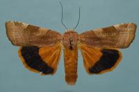 Noctua fimbriata