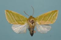 Pseudoips prasinanus