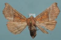 Scoliopteryx libatrix