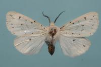 Spilosoma lubricipeda