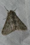 Phigalia pilosaria