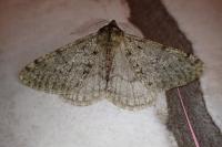 Phigalia pilosaria