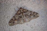 Agriopis leucophaearia