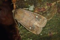 Eupsilia transversa