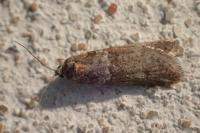 Tortricodes alternella