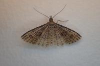 Alucita hexadactyla