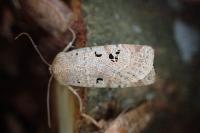 Conistra rubiginosa