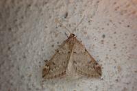 Alsophila aescularia