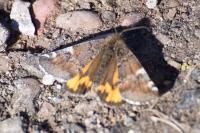 Archiearis parthenias