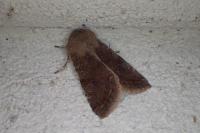 Orthosia incerta