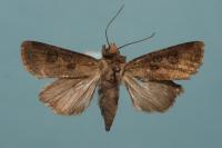 Agrotis clavis clavis