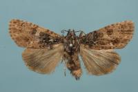 Acronicta rumicis