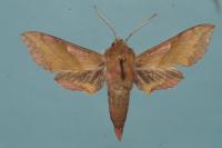 Deilephila porcellus