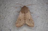 Orthosia cruda