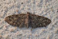 Eupithecia abbreviata