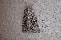 Xylocampa areola