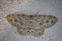 Ectropis crepuscularia