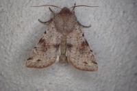 Orthosia incerta