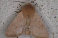 Orthosia cerasi