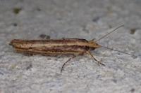 Ypsolopha ustella