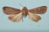 Euxoa nigricans