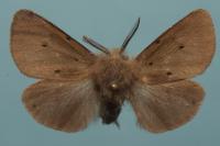 Diaphora mendica
