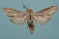 Cucullia umbratica