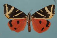 Euplagia quadripunctaria