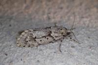 Diurnea fagella