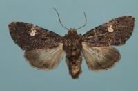 Melanchra persicariae