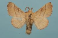 Malacosoma neustria