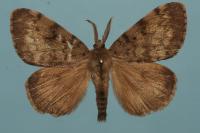 Lymantria dispar