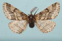 Lycia hirtaria