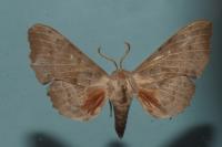 Laothoe populi