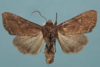 Lacanobia oleracea