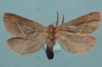 Korscheltellus lupulinus